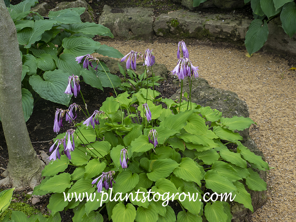 Hosta 'Show Piece'